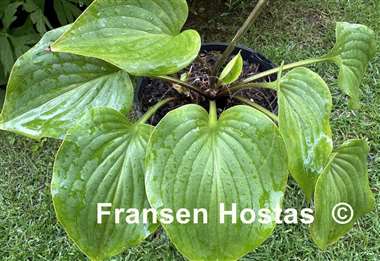 Hosta Swizzle Sticks